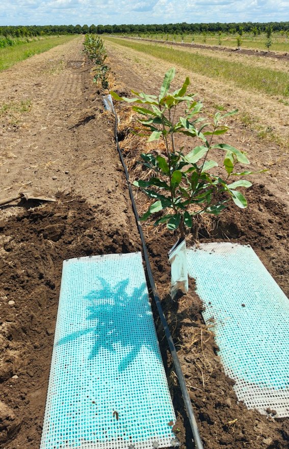 WaterPearls mats laid along a young orchard row, before the soil cover is applied