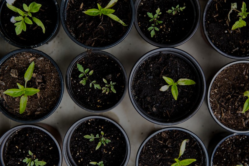 Outdoor potted crops