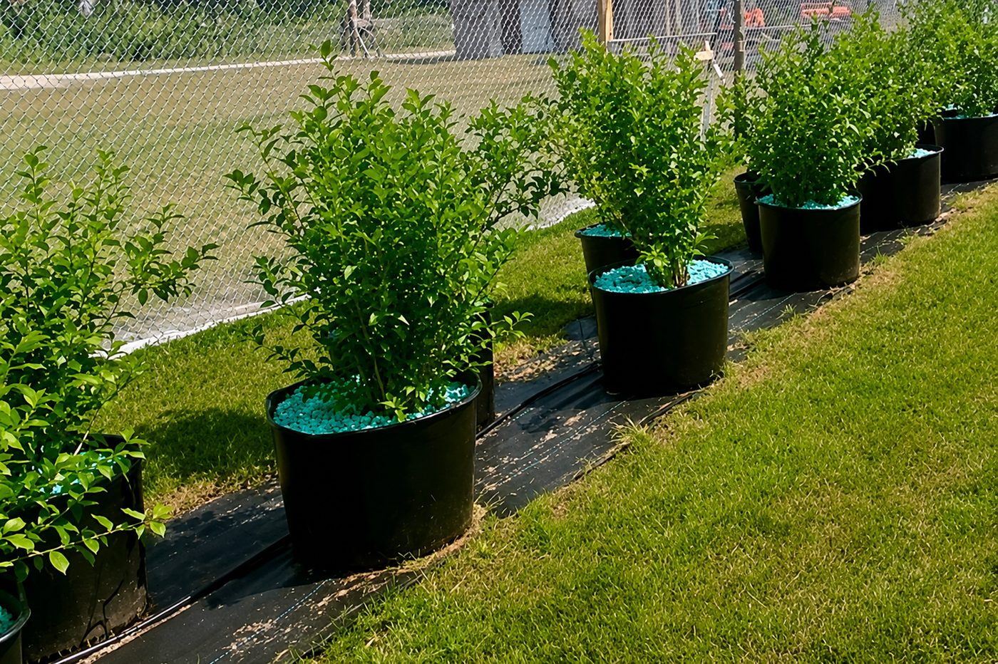 Outdoor potted crop covered with WaterPearls