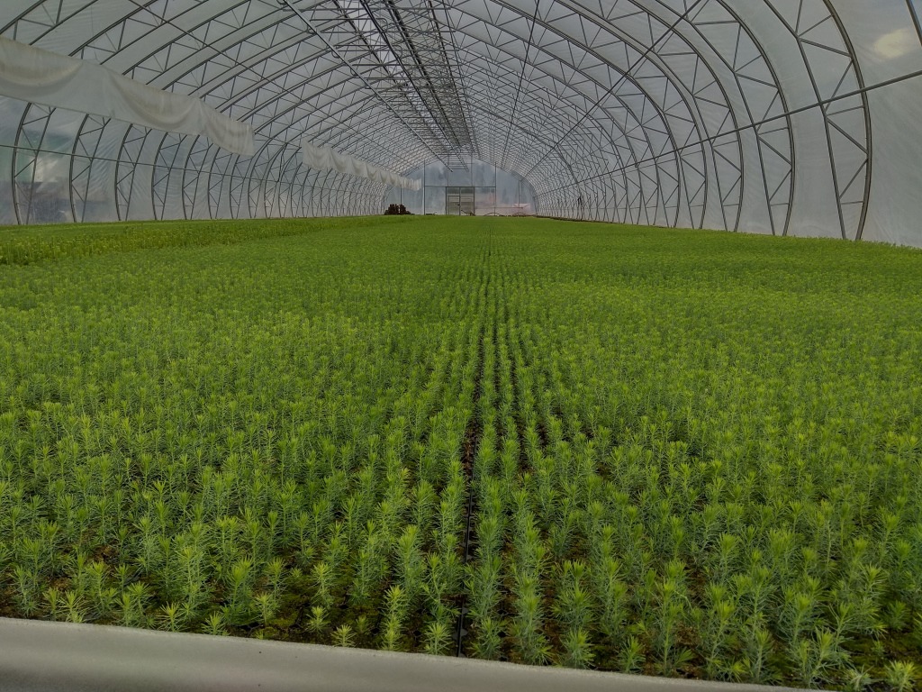 Tree seedlings in a greenhouse