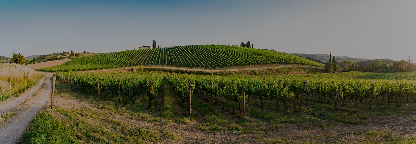 Vineyard rows