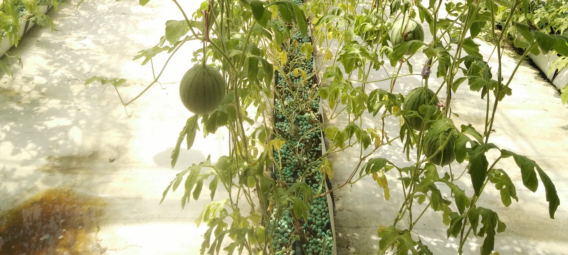 Watermelon vines growing from a WaterPearls-filled channel in an RHST greenhouse trial