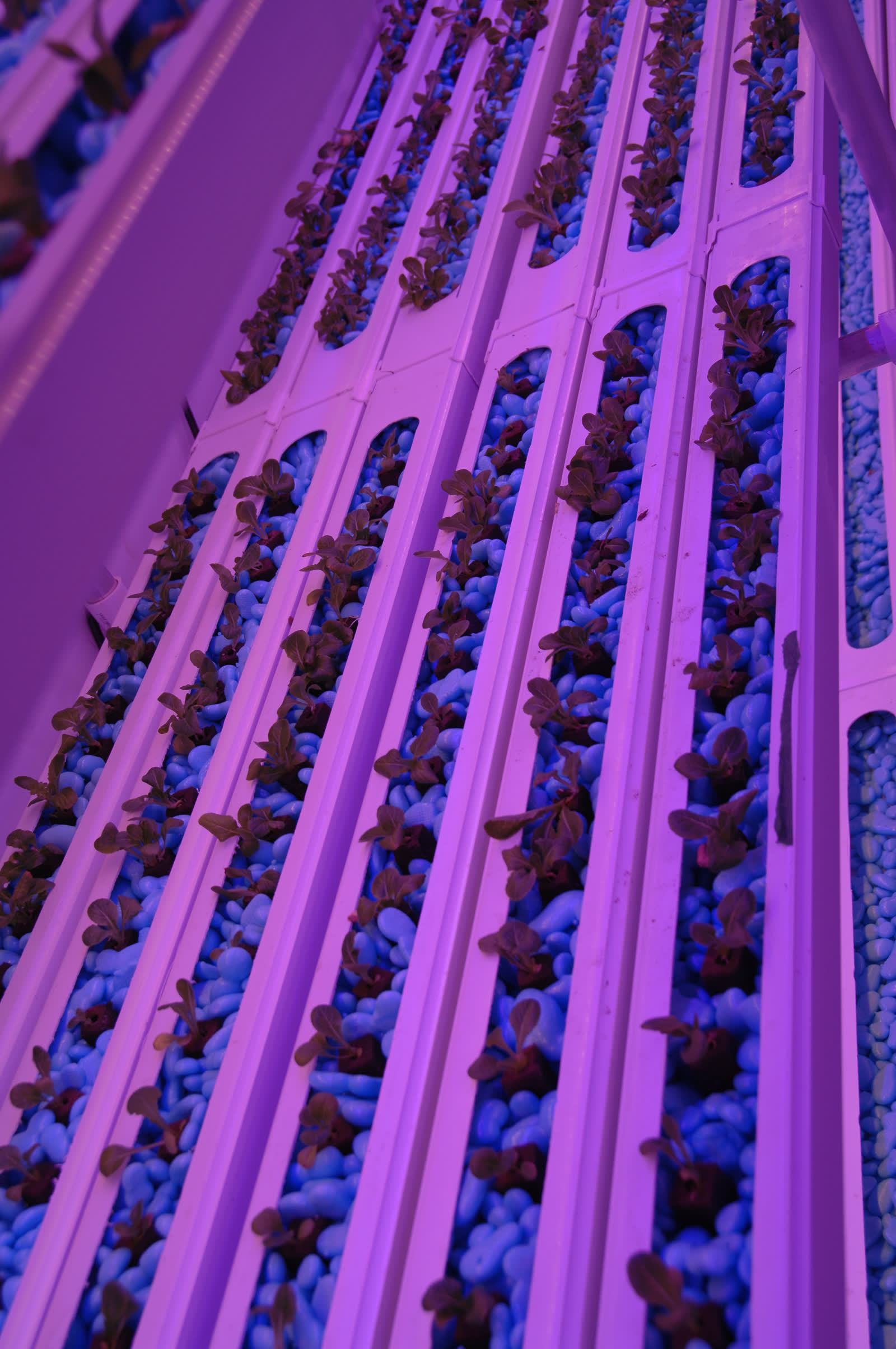 Hydroponic growing channels filled with WaterPearls, seedlings emerging from rooting plugs, RHST trial