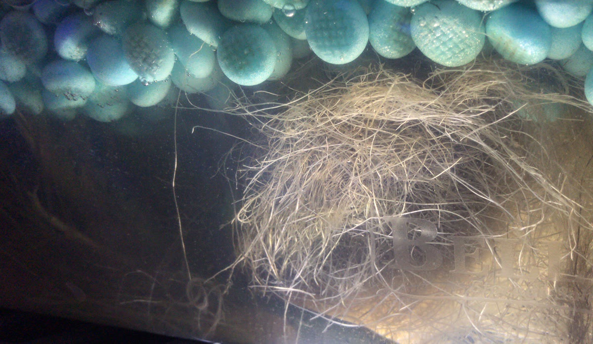 Root system developing in clear water beneath a WaterPearls layer, RHST hydroponic trial