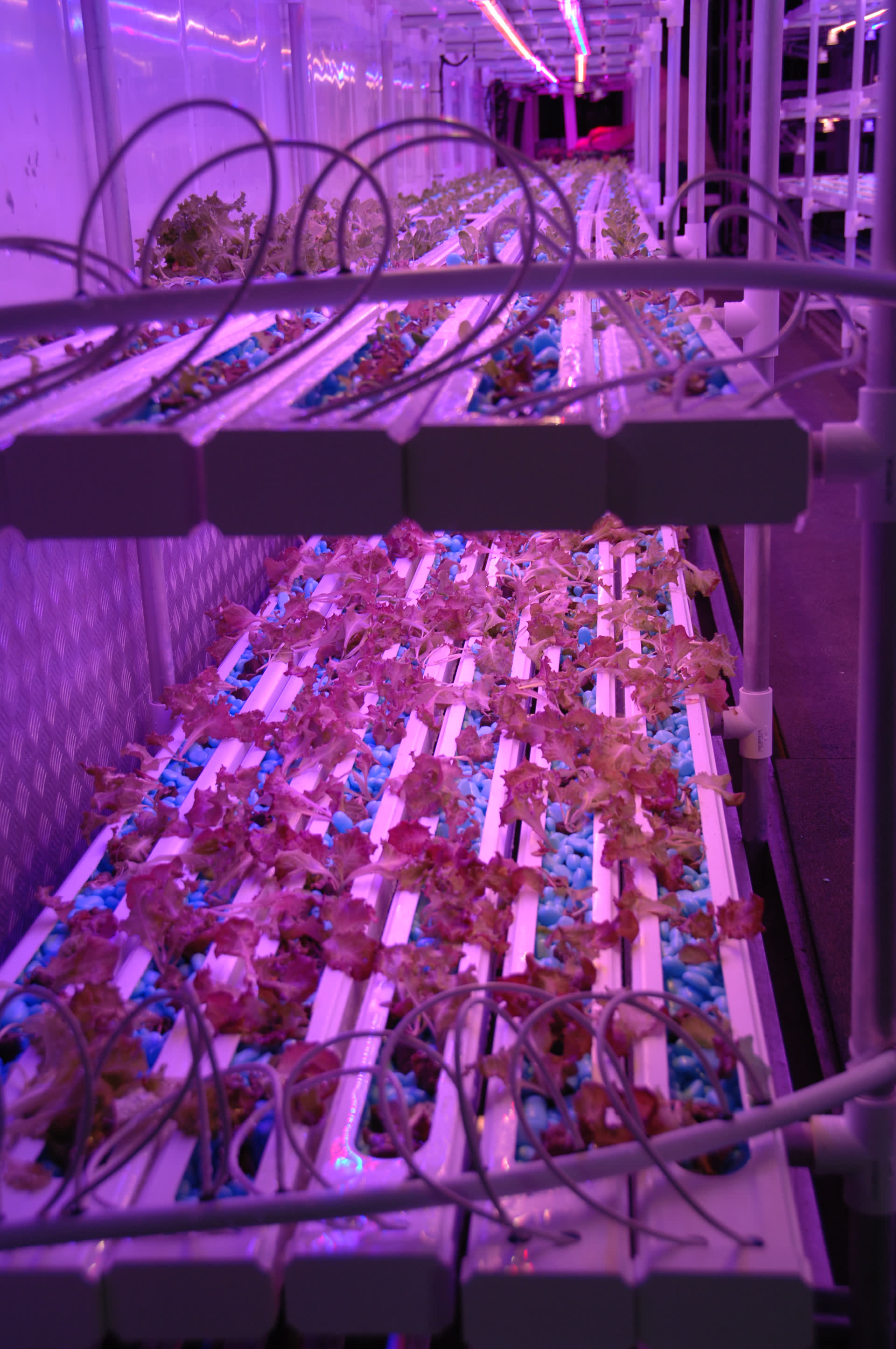 Vertical-farm growing channels filled with WaterPearls under LED grow lights, at an RHST hydroponic trial