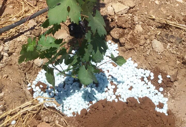 Young grapevine planted with a ring of WaterPearls at the RHST field trial in Karak, Jordan