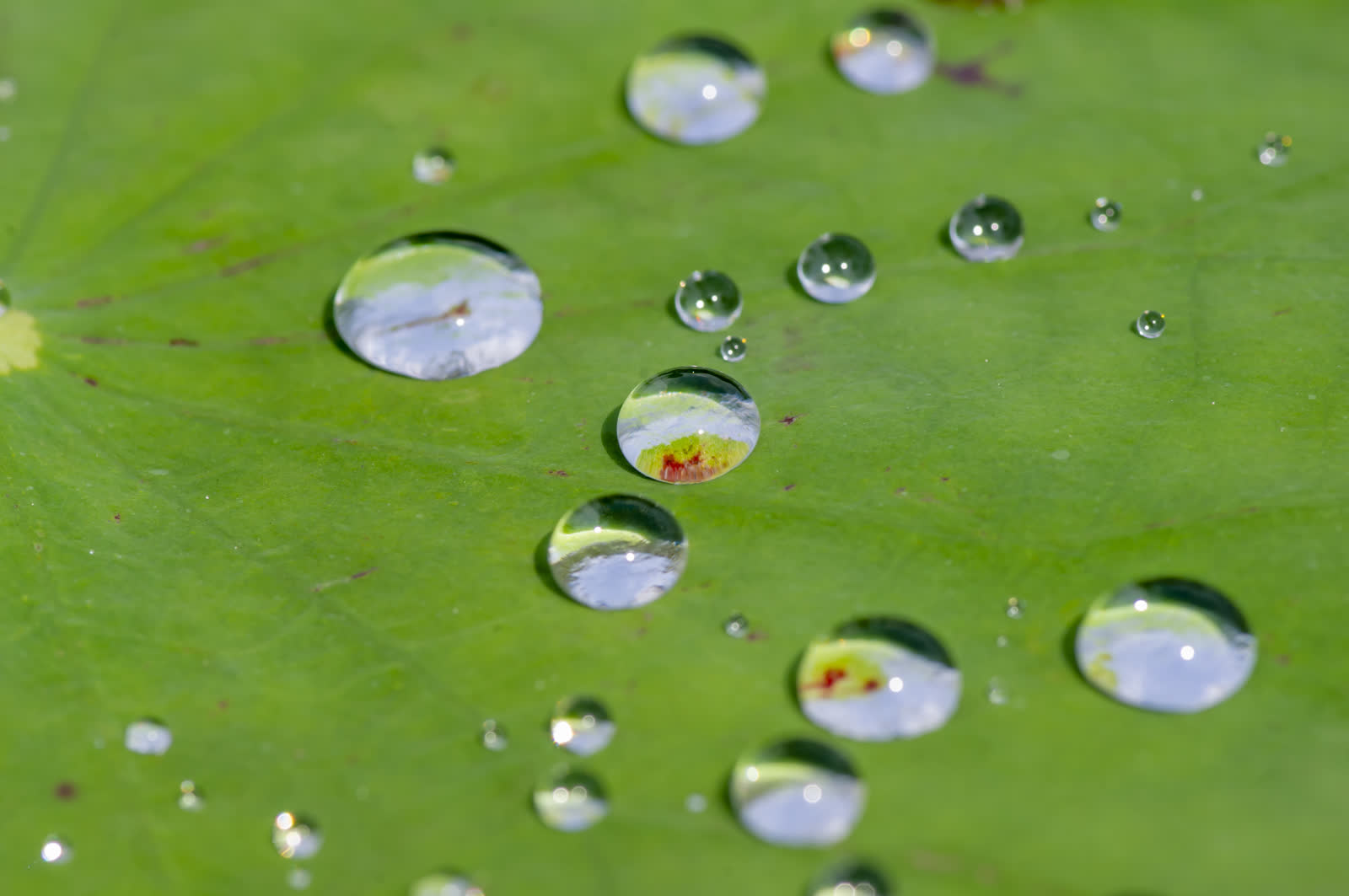 Lotus leaf with perfect water droplets