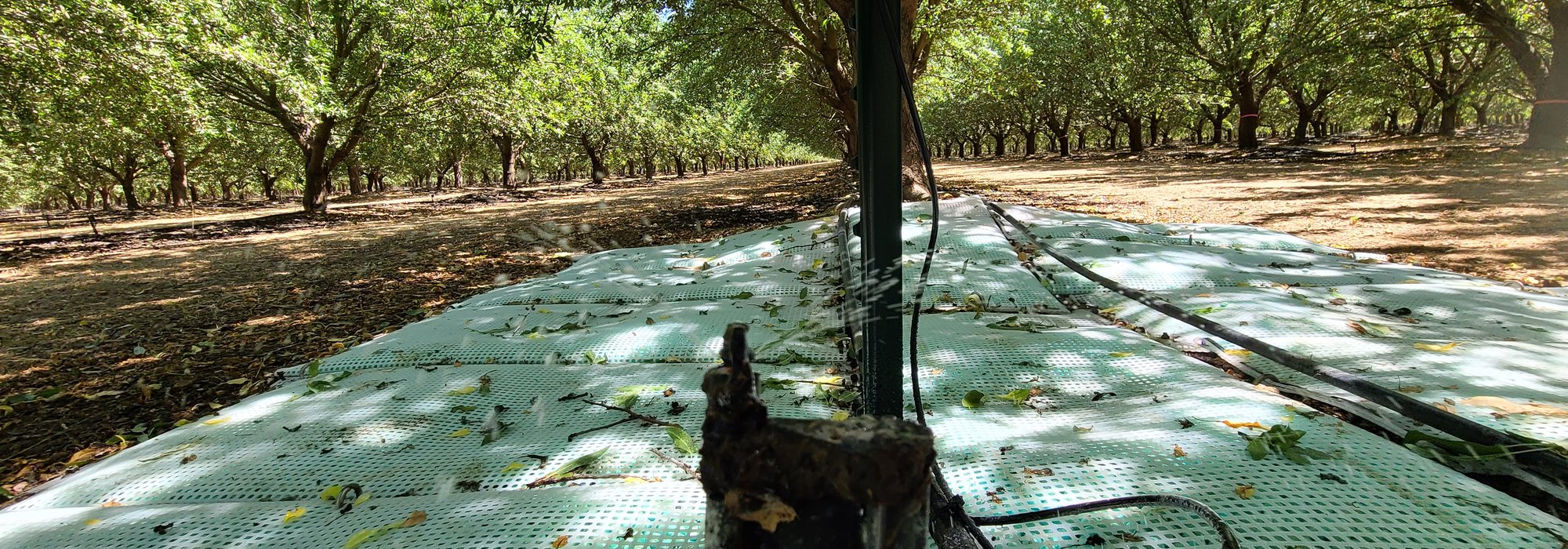 WaterPearls mats laid in an orchard