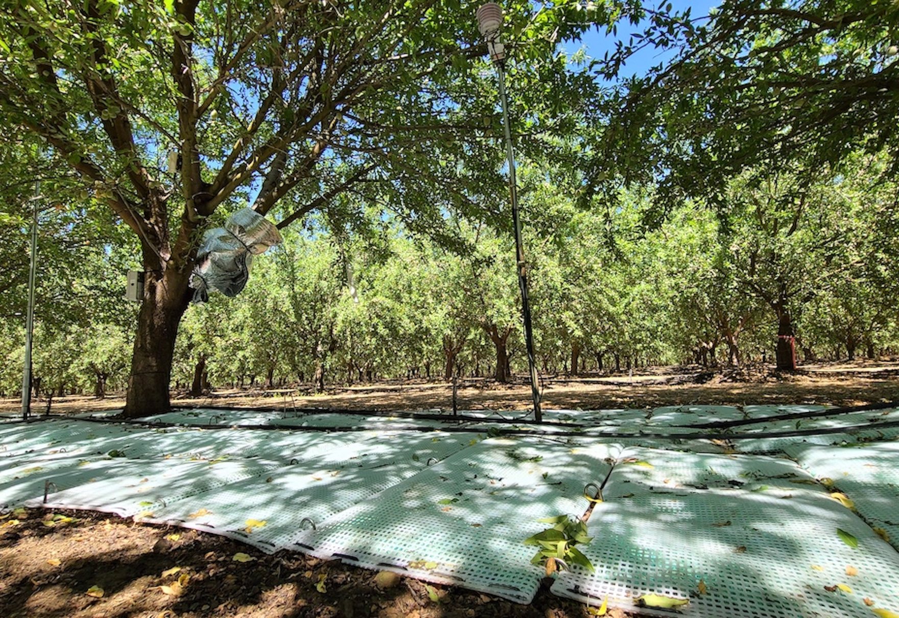WaterPearls mats laid across an almond orchard floor in Woodland, California