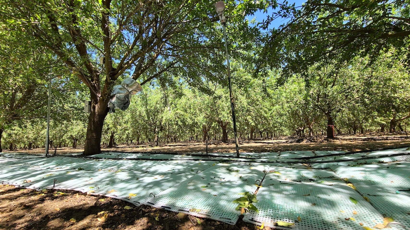 WaterPearls mats at an RHST almond-orchard field trial
