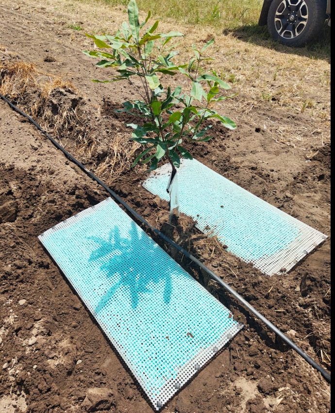 A young tree with WaterPearls mats at a field trial