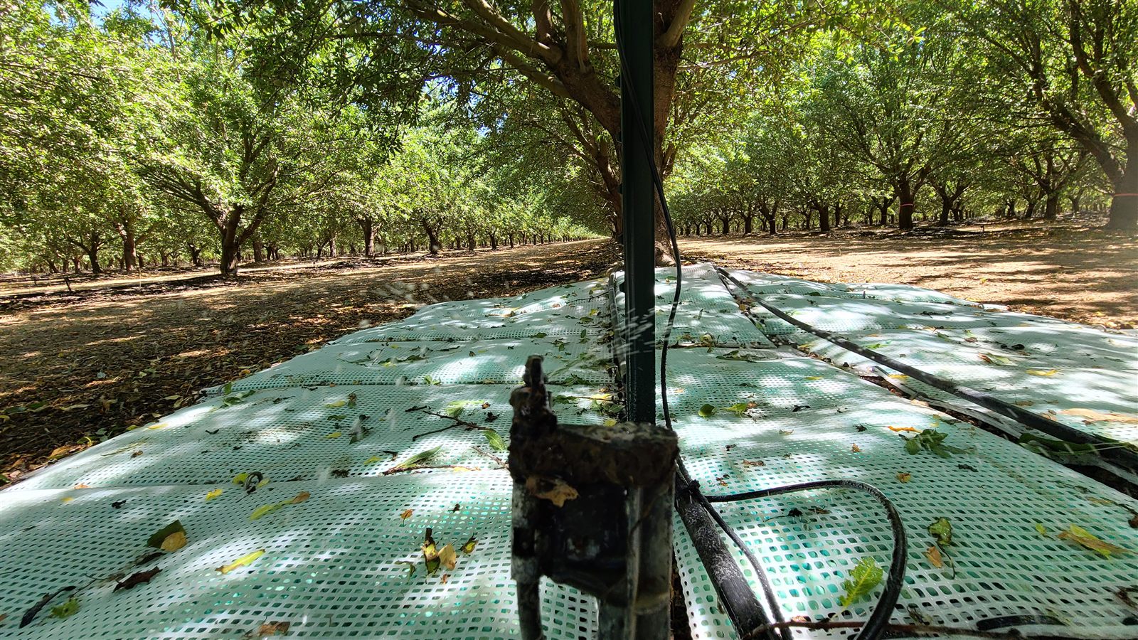 WaterPearls mats deployed in an almond orchard, with in-ground moisture instrumentation