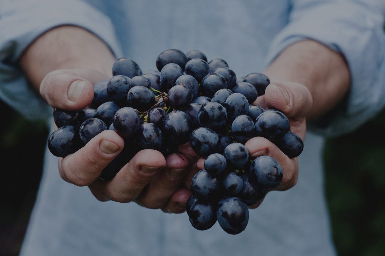 Freshly harvested grapes held in cupped hands
