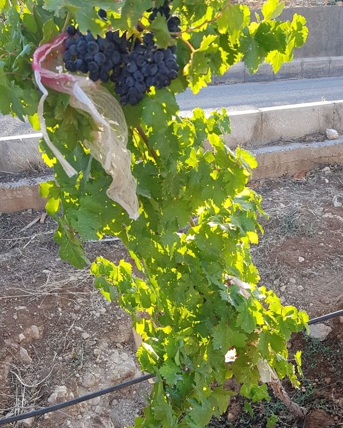 Grape vines at an RHST arid-climate field trial